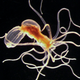 Illustration for article titled What makes sea anemones immortal?